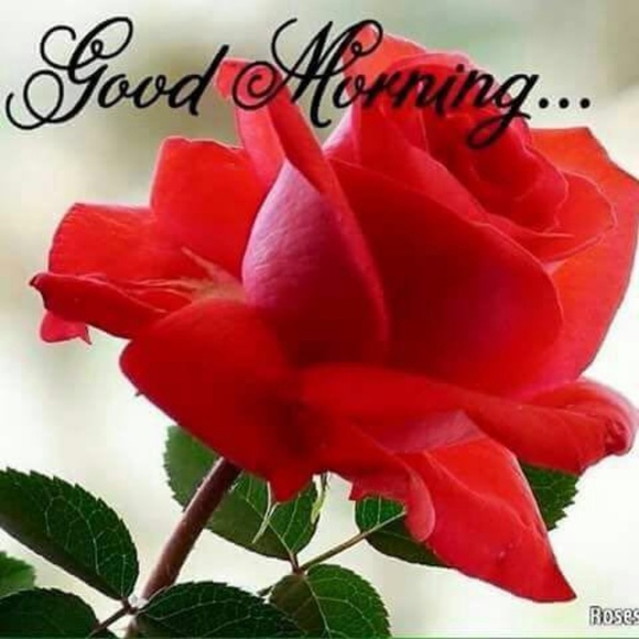 Meet your Posher, Sarbjeet - Picture 1 of 1